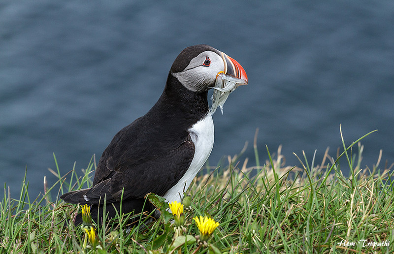 puffin with catch