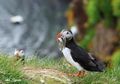 puffin with catch