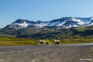 lamb family crossing road