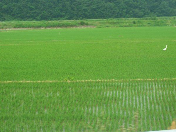 cranes in rice fields