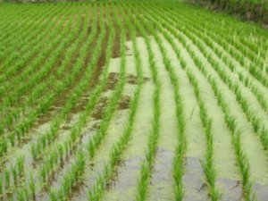 Growing Rice