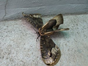 stealth moth