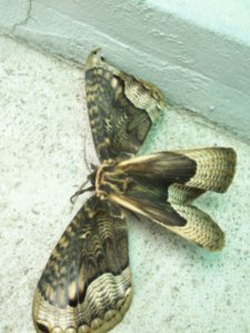 stelth moth