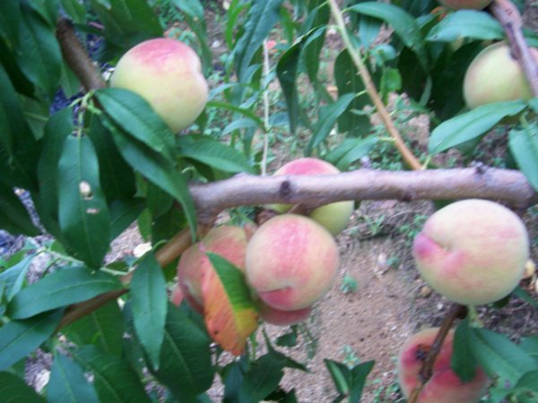 peaches behind house