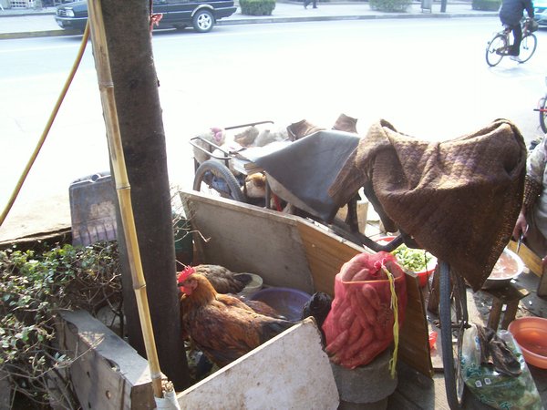 chicken coop on street