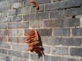drying carrots on wall