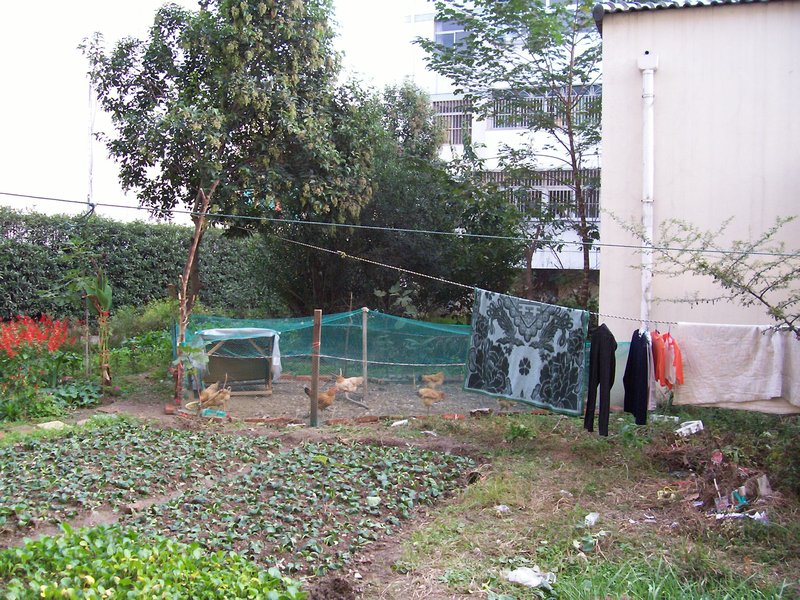 chook yard, gardens and washing