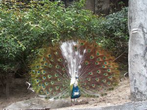 Gulanyu peacock