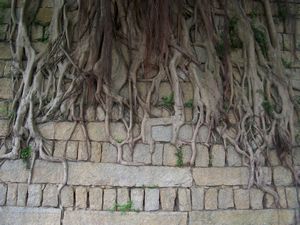 banya tree roots
