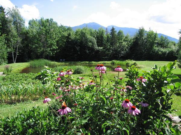 Flowers and the Presidential Range