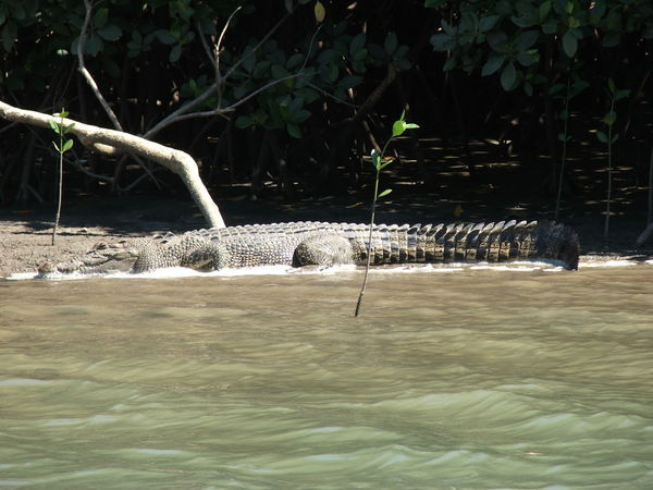 Crocodile in the mangroves!!