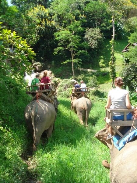 Elephant trekking 4
