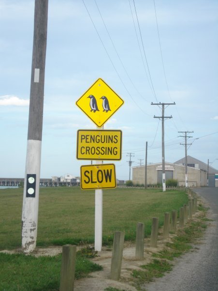 Watchout for the Penguins!!!