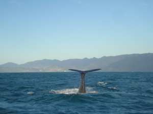 Kaikoura Whale Watching