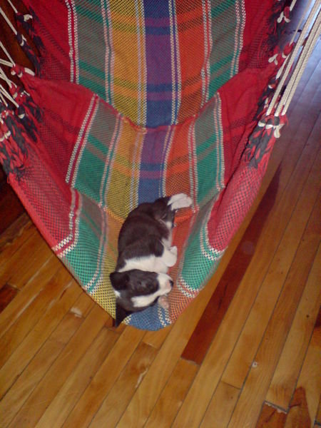Pandito relaxing in the hammock