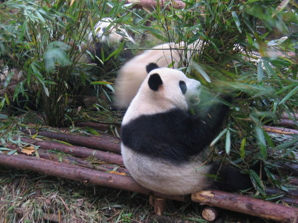 Eating some bamboo a bit closer