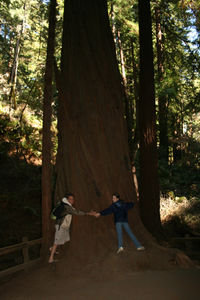 Giant Sequioa Tree in Muir Woods