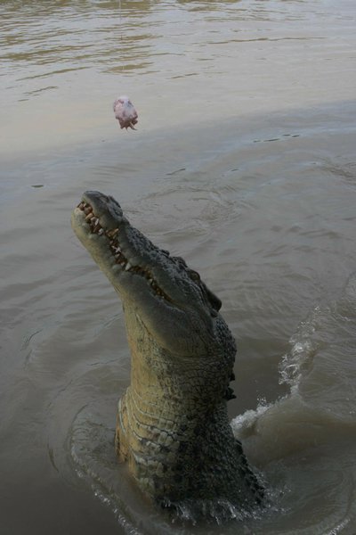Jumping crocodile