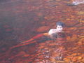 swimming in the river