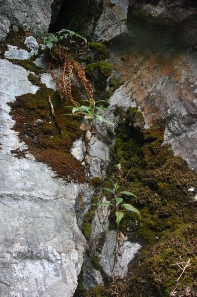 Strange plants grow on stones
