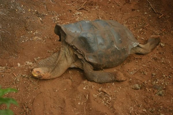 A deformed tortoise?