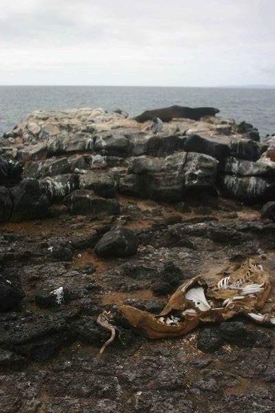 A sea lion carcass