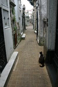 The (posh) graveyard cat