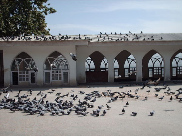 Srinagar - Pigeons by the mosque