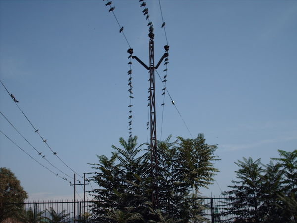 Srinagar - Birds on the wires