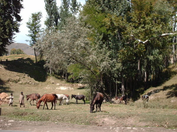 On the way to Gangabal