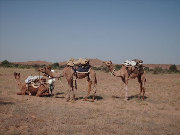 Thar Desert - Our camels