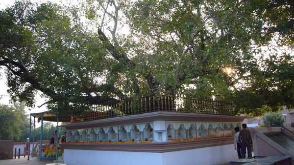 Sarnath - Bodhi tree