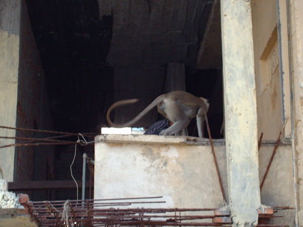 Varanasi - the pet monkey