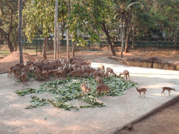 Trivandrum - Zoo