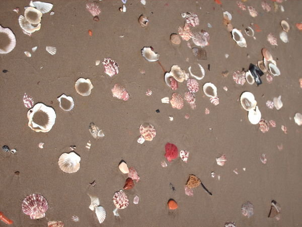 Mui Ne - Collecting shells