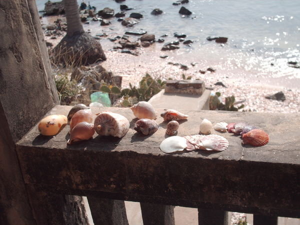 Mui Ne - My shells collection