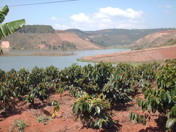 Around Dalat - Coffee plantations