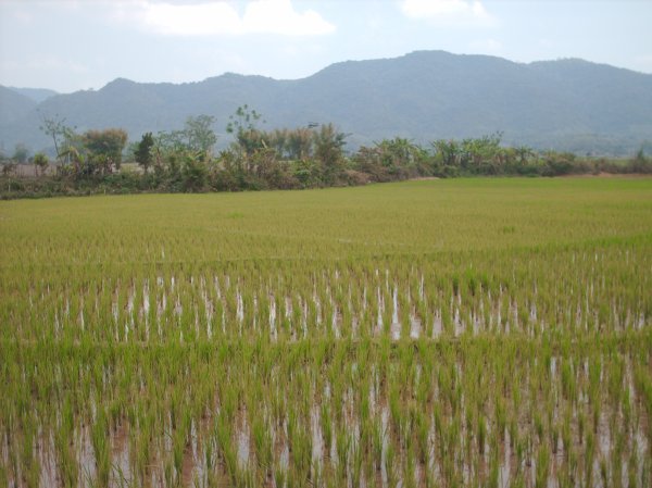 Luang Nam Tha - Rice fields