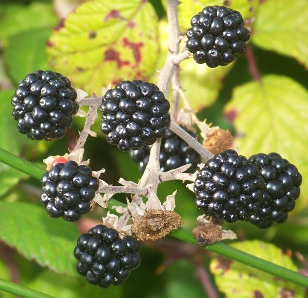 blackberries / moras