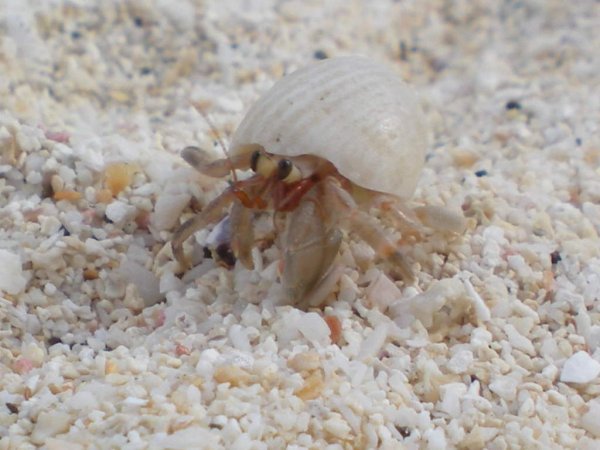 hermit crab  /  cangrejo hermitanho