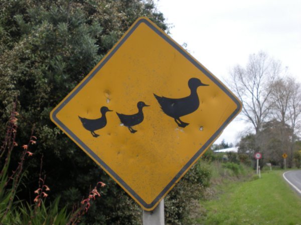 ducks  /  patos