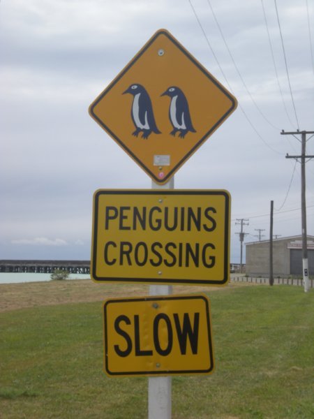 penguin 2  /  pinguino 2