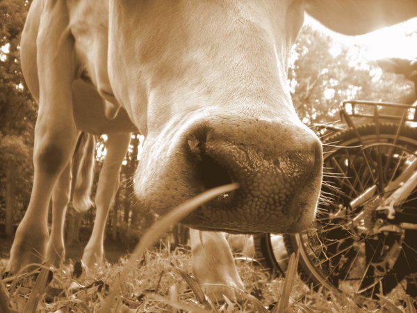 curious cow  /  vaca curiosa