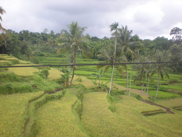 rice terraces  /  terrazas de arroz