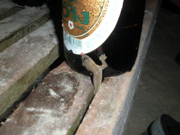 beer drinking gecko  /  gecko bebiendo cerveza