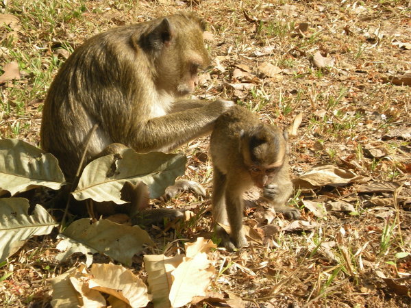 monkeys  /  monos