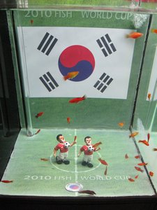 fish supporting Korean football team / peces apoyando al equipo coreano