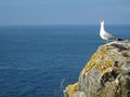 Singing seagull