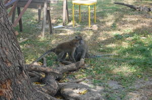 Monkeys at Gecko Guesthouse