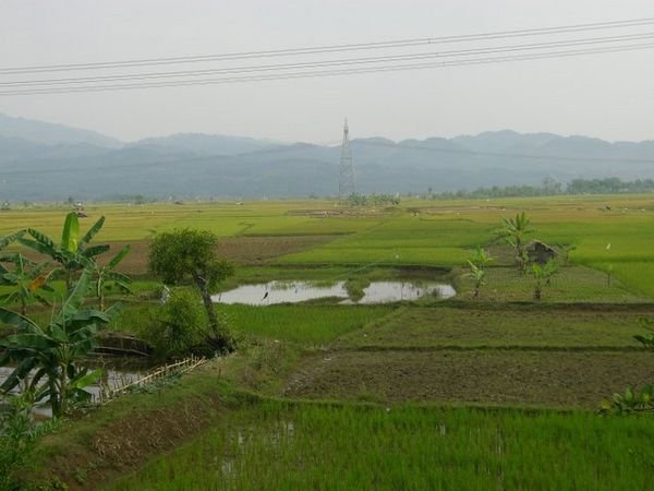 The rice fields